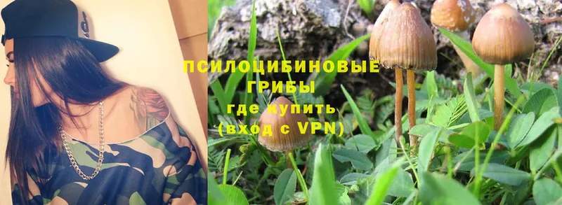 Псилоцибиновые грибы Psilocybe  хочу наркоту  Западная Двина 