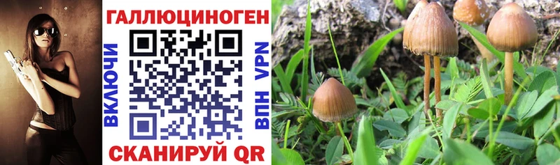 Псилоцибиновые грибы Cubensis  Западная Двина 